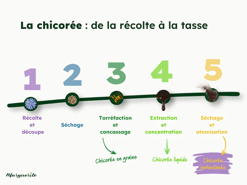 Etapes de fabrication de la chicorée